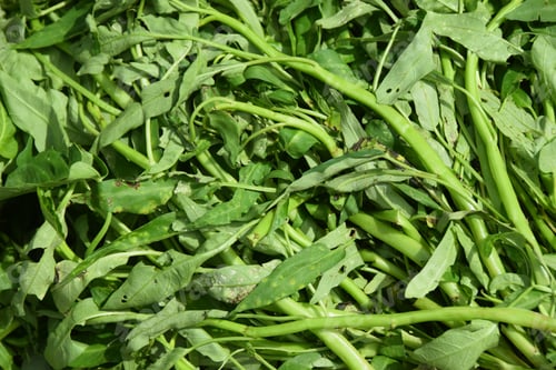 Preview: Fresh Indonesian Vegetables For Sale