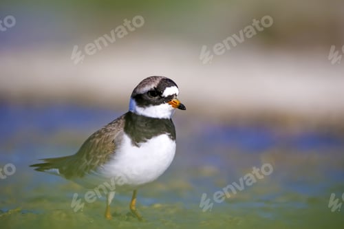 Preview: Cute Little Bird. Nature Background. Bird: Little Ringed Plover. Charadrius Dubius.