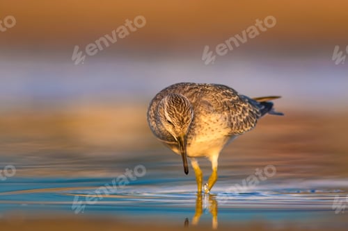 Preview: Water Bird And Habitat. Natural Background. Bird: Red Knot. Calidris Canutus.