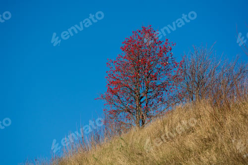 Preview: Beautiful Red Tree Agains Blue Sky, Armenia