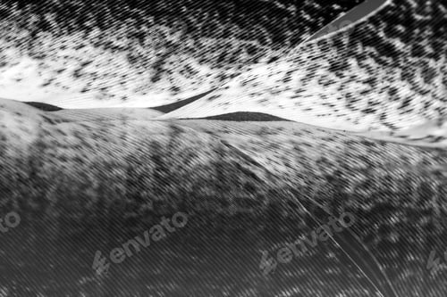Preview: Black And White Photo Of Rooster Feather With Details And Reflexions