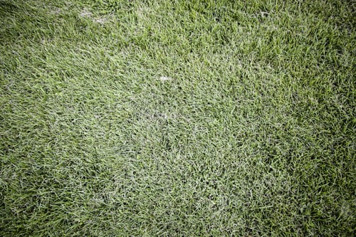 Preview: Textured Grass Background, Detail Of A Nature Background