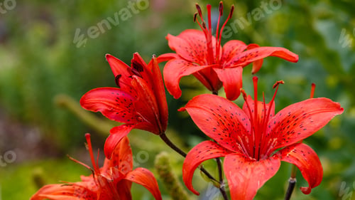 Preview: Red Lillium Flowers (Lilium Sort Polymja) In The Garden