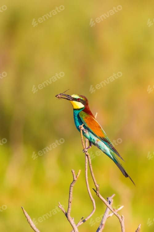 Preview: Colorful Bird. Warm Colors Nature Background.