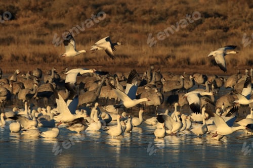 Preview: Snow Geese Bosque Del Apache, New Mexico Usa