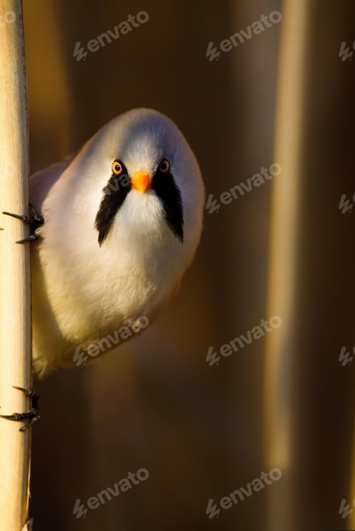 Preview: Funny, Bearded Bird. Nature Background.