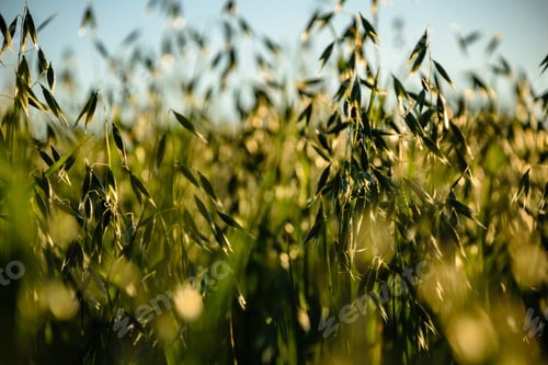 Preview: Field Of Oat In Countryside, Shallow Depth Of Field. Countryside Agriculture Scene In Summer