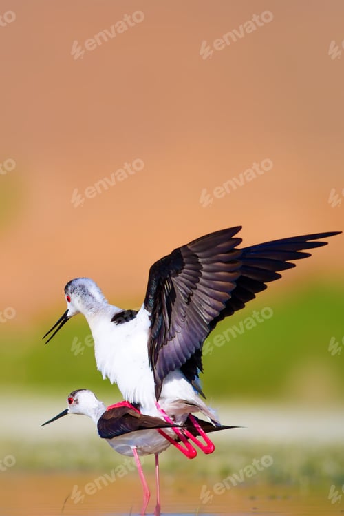 Preview: Cute Long Legged Birds. Bird Mating. Colorful Nature Background.