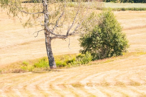 Preview: Romanian Mountain Landscape With Trees