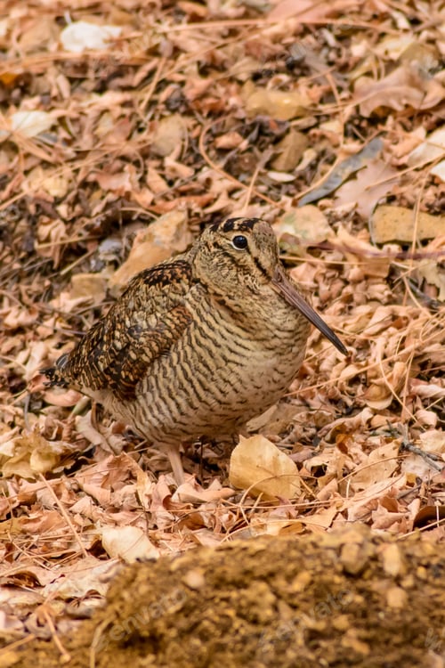 Preview: Camouflage Bird Woodcock. Brown Dry Leaves. Bird: Eurasian Woodcock. Scolopax Rusticola.