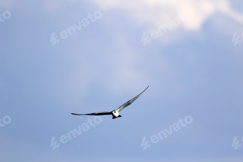 Preview: Flying Seagull. Blue Sky Background.