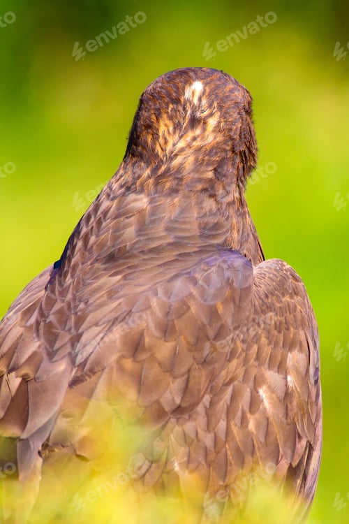 Preview: Bird Of Prey. Portrait Of Buzzard. Green Nature Background.
