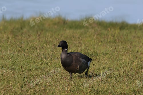 Preview: Brent Goose (Branta Bernicla) Texel Holland