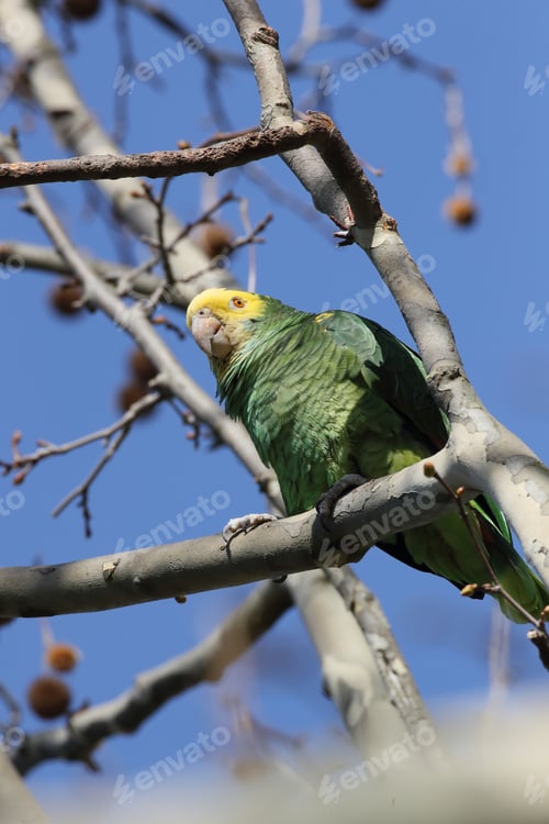 Preview: Yellow-Headed Amazon (Amazona Oratrix), Rosenstein Park, Stuttgart, Baden-Wuerttemberg
