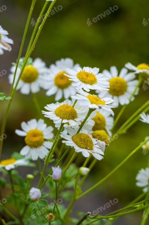 Preview: Blooming Camomile, Beautiful Nature Scene, Summer Background, Selective Focus