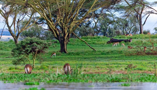 Preview: Waterbucks At Lake Naivasha In Kenya
