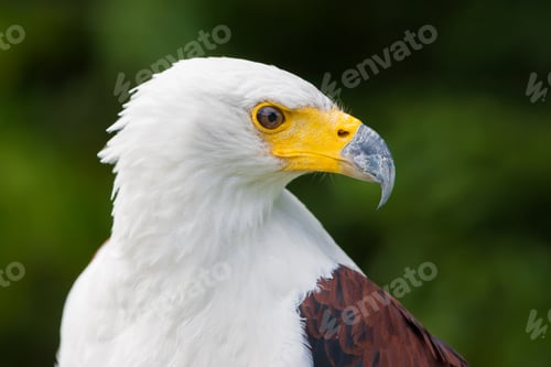 Preview: Bald Eagle Portrait