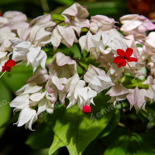 Preview: Clerodendrum Thomsoniae Flowers Or Bagflower, Glorybower And Bleeding-Heart