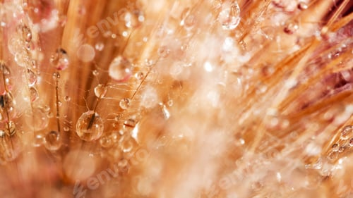 Preview: Dandelion Seeds With Water Drops On Colorful Background