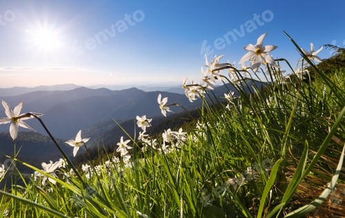 Preview: Landscape With Beautiful Daffodils In The Green Grass. High Mountains In Haze On The Horizon