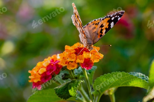 Preview: A Beautiful Butterfly On The Flowers Of A Tropical Plant Lantana Camara. Bright Summer Floral