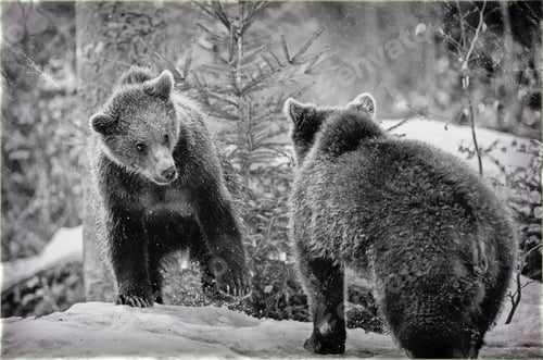 Preview: Young Brown Bears (Ursus Arctos) In Lake Clark National Park, Alaska, Usa, Vintage Style