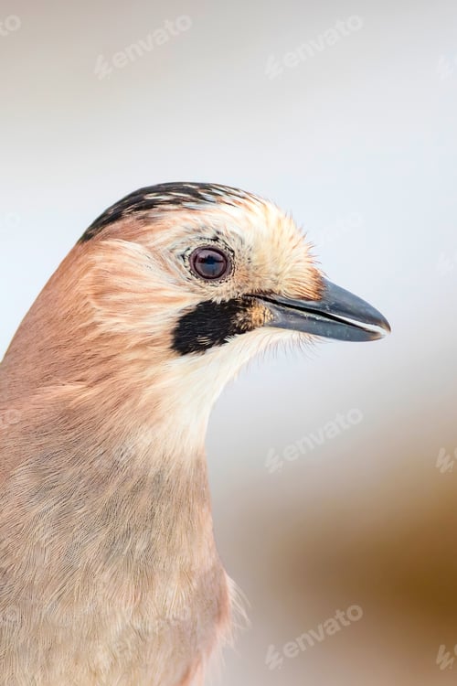Preview: Cute Bird Eurasian Jay. Garrulus Glandarius. White Winter Background.
