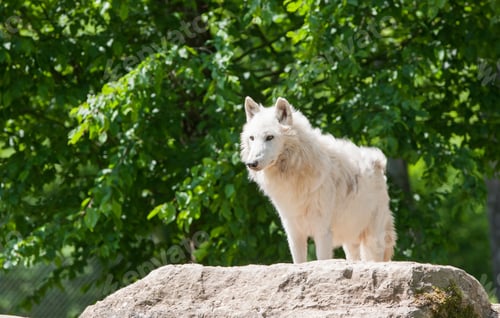 Preview: Arctic Wolf In The Forest