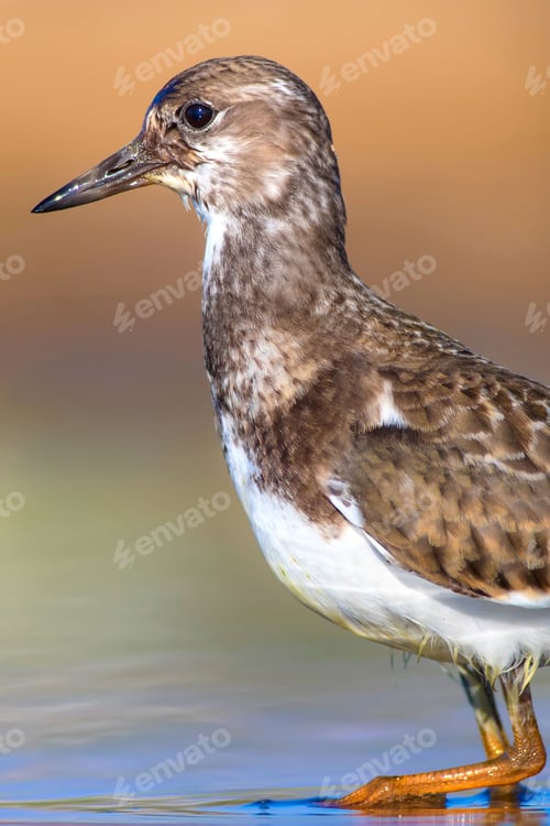 Preview: Cute Water Bird. Common Bird Ruddy Turnstone. Colorful Nature Background. Bird: Ruddy Turnstone