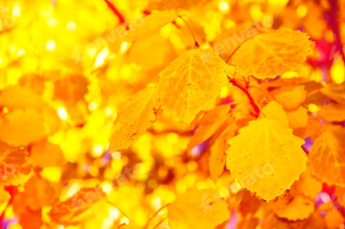 Preview: Autumn Landscape With Bright Colorful Leaves. Indian Summer.
