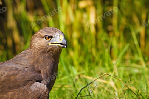 Preview: Hawk Portrait. Green Nature Background Long Legged Buzzard / Buteo Rufinus