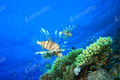 Preview: Lionfish Hover Over A Coral Reef