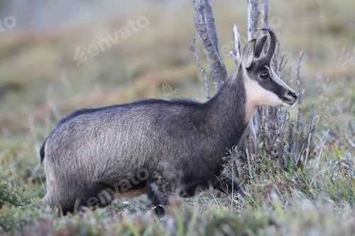 Preview: Chamois (Rupicapra Rupicapra) Vosges Mountains, France
