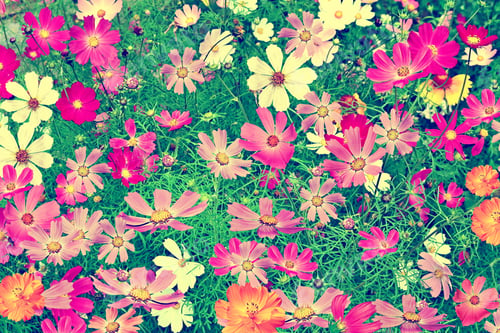 Vista previa: Colorful Bright Flowers Cosmos Against The Background Of The Summer Landscape.