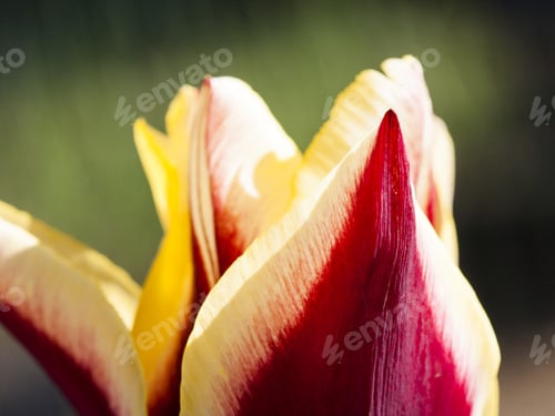 Preview: Violet And Yellow Tulip With Details And Natural Background