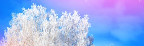 Preview: Frozen Winter Forest With Snow Covered Trees.