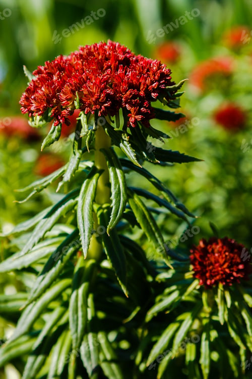 Preview: Rhodiola Linearifolia In Spring Garden.Red Flowers Of Rhodiola In The Garden. Medicinal Plant In