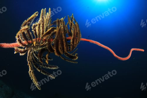 Preview: Featherstars On Underwater Coral