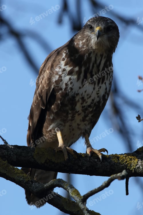 Preview: Common Buzzard (Buteo Buteo) Germany