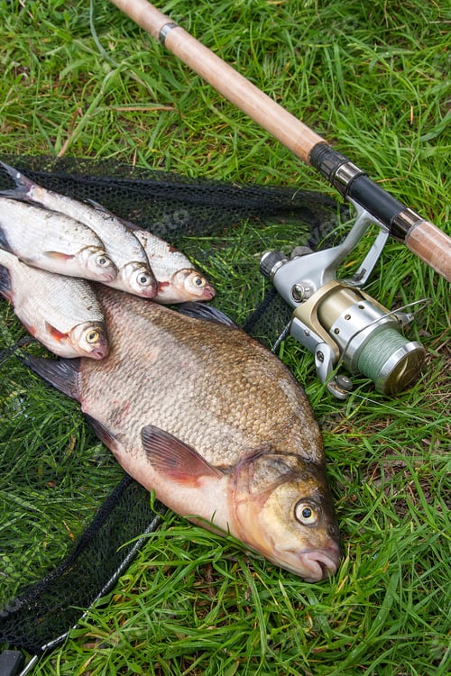Preview: Pile Of Just Taken From The Water Big Freshwater Common Bream Known As Bronze Bream Or Carp Bream