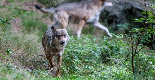 Preview: Wolf In The Bavarian Forest National Park, Bavaria, Germany