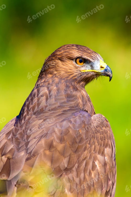 Preview: Bird Of Prey. Portrait Of Buzzard. Green Nature Background.