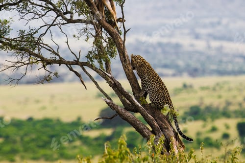 Preview: Leopard In The Maasai Mara National Park, Kenya