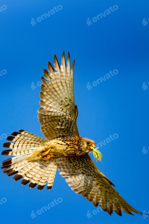 Preview: Flying Bird. Blue Sky Background. Common Kestrel. Lesser Kestrel / Falco Naumanni