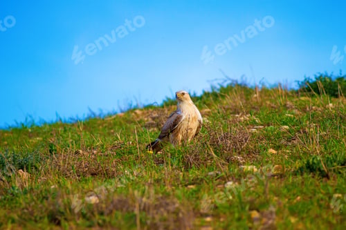 Preview: Bird Of Prey Buzzard. Green Blue Nature Background. Long Legged Buzzard.
