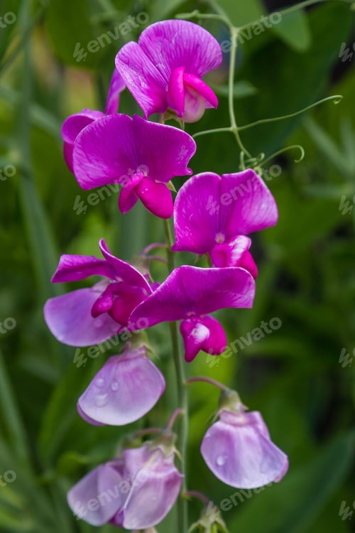 Preview: Blossom Of Lathyrus In The Garden. Lovely Sweet Pea Flowers On Green Background.