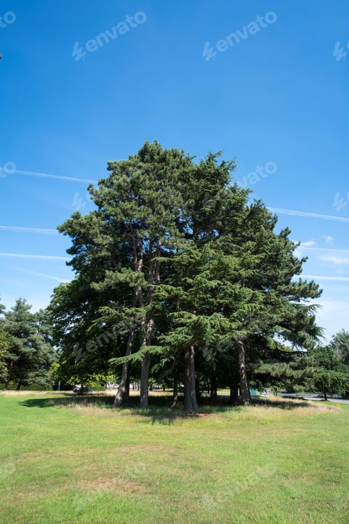 Preview: Big Tree Isolated Summer Background