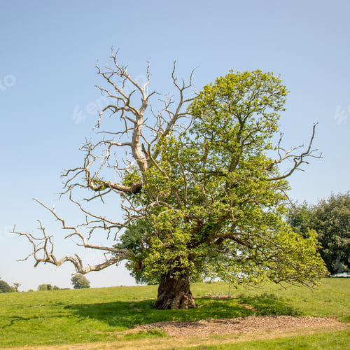 Preview: Craggy Old Oak Tree In A Summertime Meadow