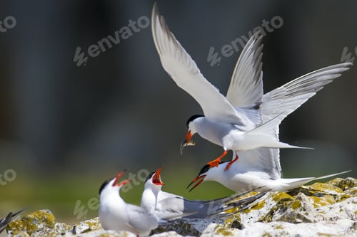Preview: Cute Bird Tern. Bird Nest. Common Tern Sterna Hirundo