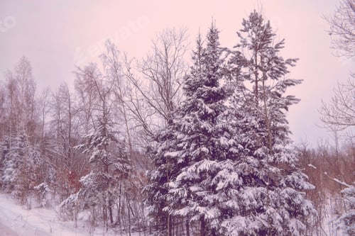 Preview: Frozen Winter Forest With Snow Covered Trees.